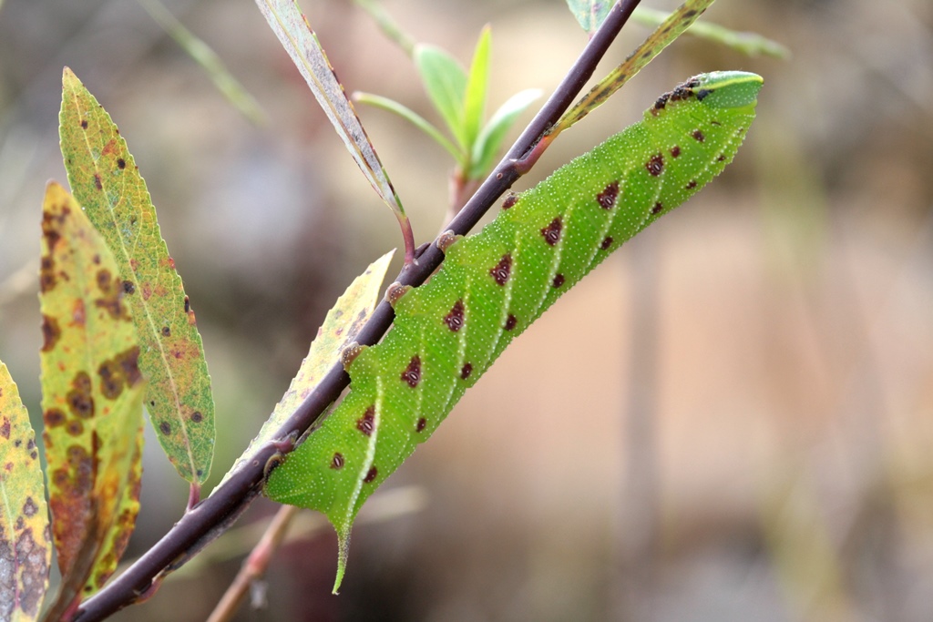 Smerinthus ocellata